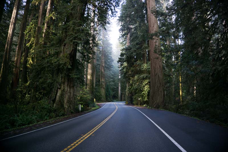 Take your RV through the redwood forests on the road trip in the Pacific North West